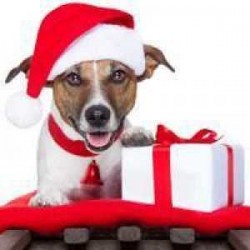 Christmas Gifts for Dog Lovers and their Dogs